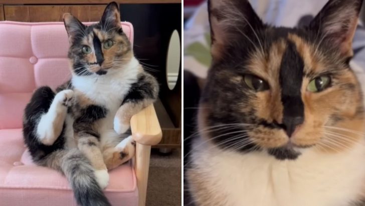 Cat With Human-Like Behavior Blinks Every Time Owner Says “I Love You”
