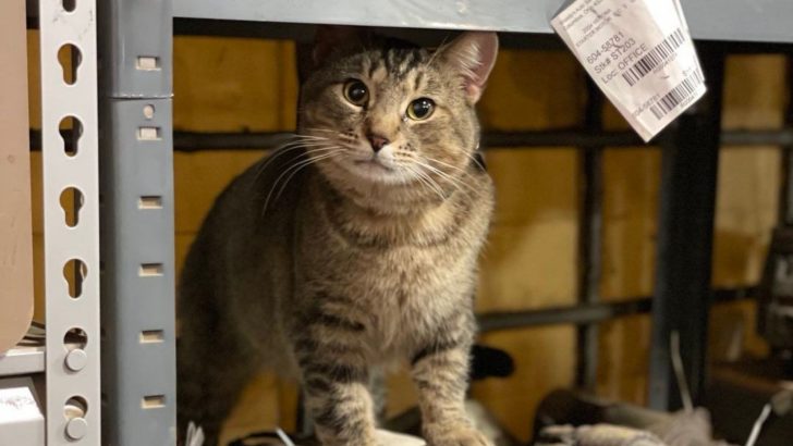 Furry Visitor Shows Up At A Car Shop Out Of Nowhere And Gets Hired