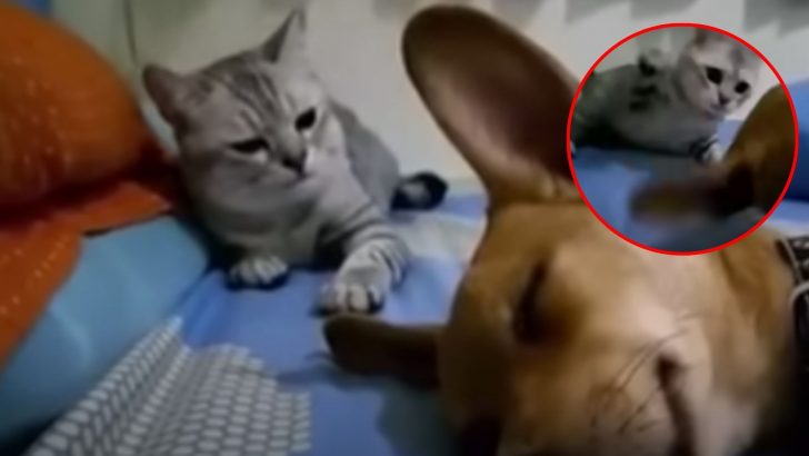 Cat’s Hilarious Disgust At Sleeping Dog’s Flatulence Takes The Internet By Storm