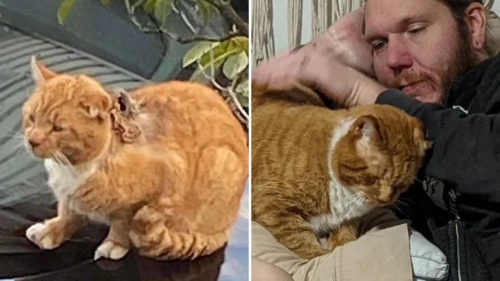 Cat With A Severe Wound On The Back Covered In Maggots Gets A Transformation Of A Lifetime