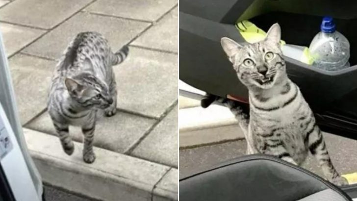 Man Left In Awe After Bumping Into His Own Cat On The Street