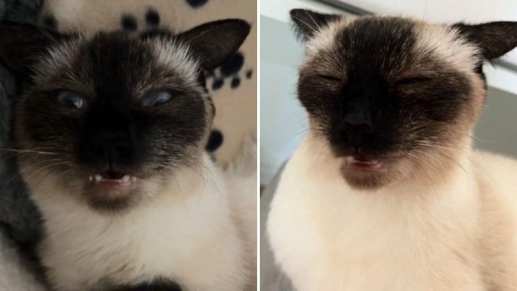 This Cat’s ‘Zoned Out’ Moments Are Guaranteed To Make You Laugh