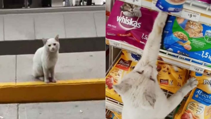 Tailless Stray Cat Guides A Woman To Buy Him Food And Ends Up Getting So Much More