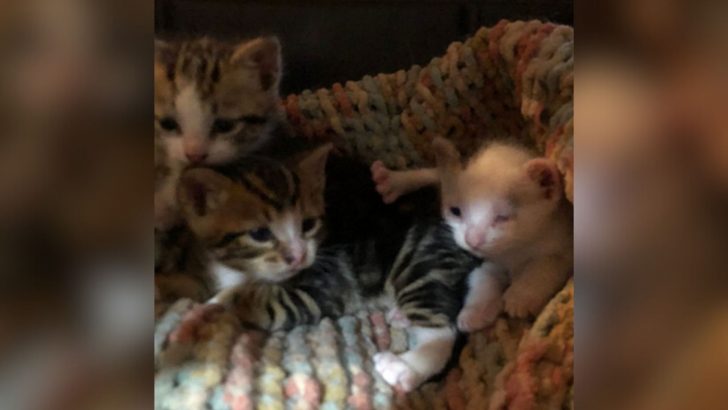 Colorado Rescuer Never Expected To Find Three Tiny Kittens In A Bear’s Den