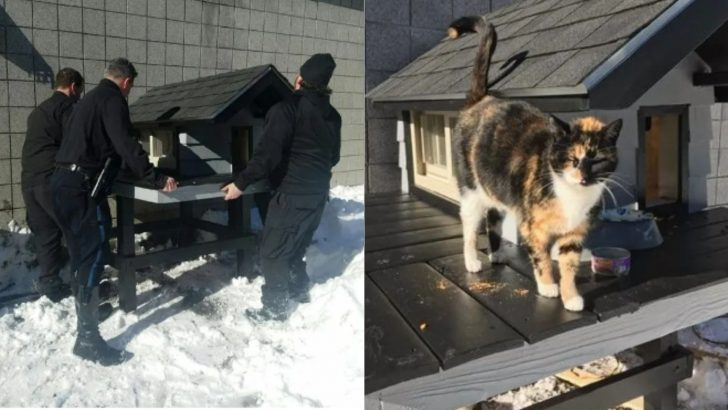 Boston Policemen Do An Amazing Thing For A Homeless Cat Who Kept Visiting Them Every Day