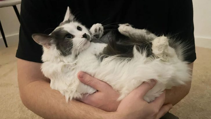 This Cat Was Marked As “Too Aggressive” Until She Felt What True Love Is