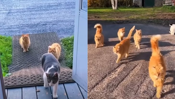 Couple Stunned After Discovering A Bunch Of Cats Around Their New Home