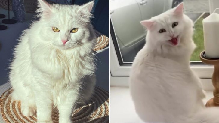 Owners Were Shocked When The Vet Revealed The Mystery Behind Their Cats Loud Scream
