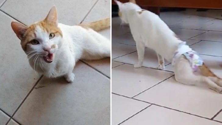 This Sweet Stray Cat’s Life Altered Forever After Being Cruelly Shot In The Spine