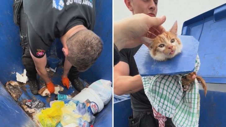 Tiny Kitten Stuck In A Dumpster Drain Hole Desperately Crying For Help