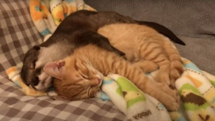 Cute Little Otter Hugs Her Kitten Best Friend Each Night Before Bed