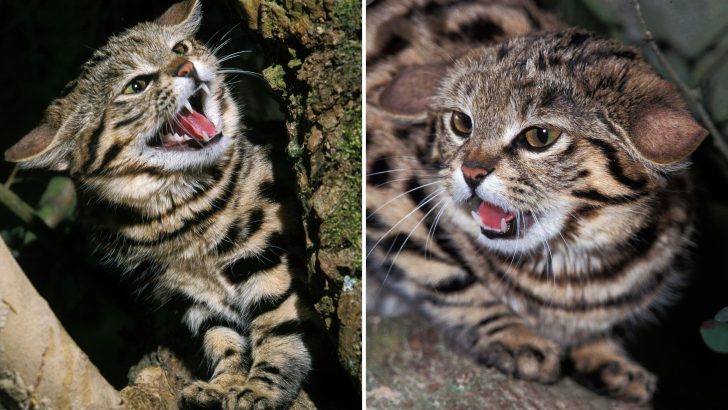 Utah Zoo Has A New Furry Addition But Don’t Let Her Petite Size Fool You, She’s Full Of Spunk