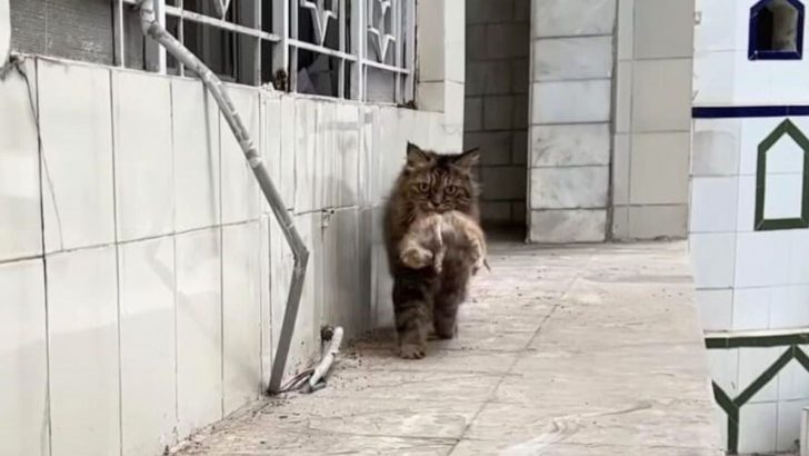 Determined To Save Her Sick Kittens, Cat Brings All Four Of Them To A Man She Trusts