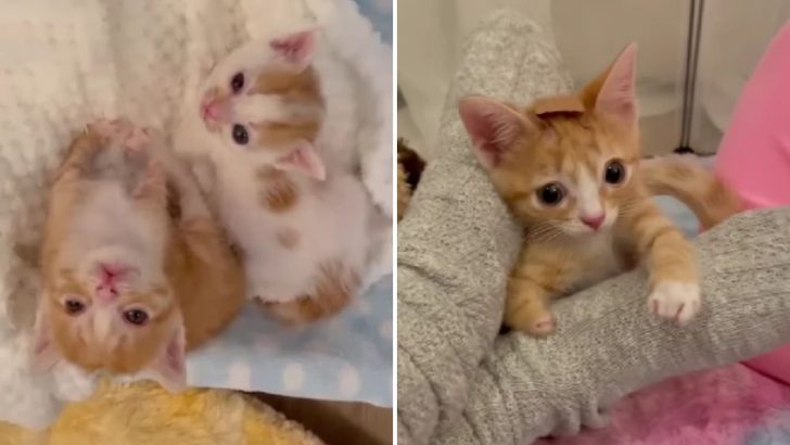 Tiny Kitten With A Rare Condition Has To Wear A Helmet For The Rest Of His Life