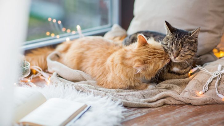 Does Your Feline Companion Ever Fall In Love?