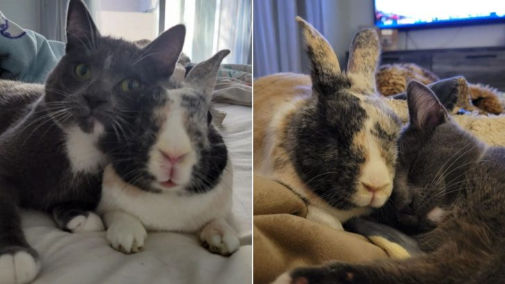 Family Adopts A Kitten And Their Pet Bunny Becomes Her Best Friend