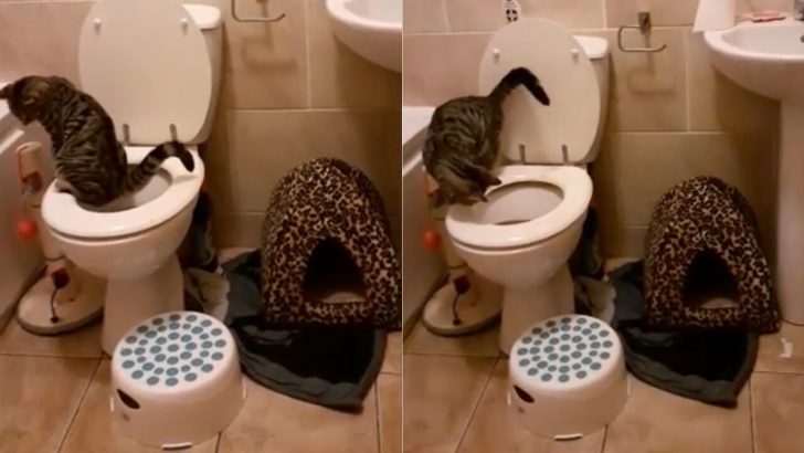 Woman Kept Blaming Family Members For Not Flushing Only To Discover It Was Her Furry Friend