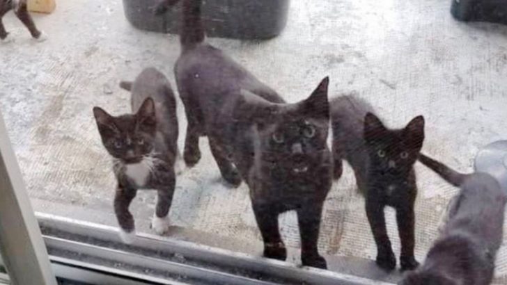 After Being Given A Tasty Meal, Feral Cat Comes Back With Her Kittens Hoping The Family Would Feed Them Too