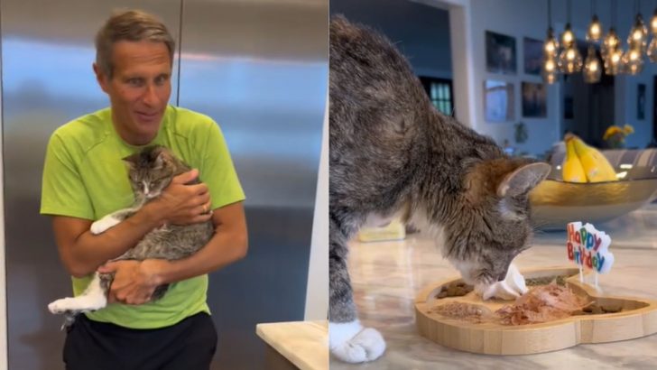 Loving Family Prepares A Special Gift For Their Cat’s 20th Birthday