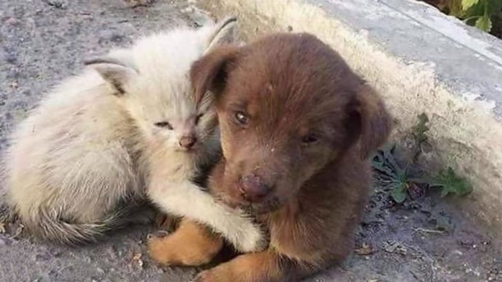 Finding Comfort In Each Other’s Embrace, Abandoned Puppy And Kitten Awaited Rescue