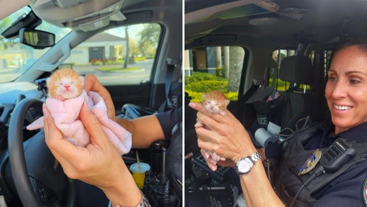 Florida Officer Makes A Last-Minute Rescue Of A Tiny Ginger Kitten With Umbilical Cord