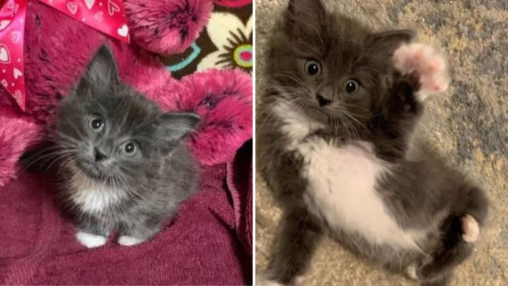Fluffy Kitten Doesn’t Let Her Twisted Legs Slow Her Down One Bit