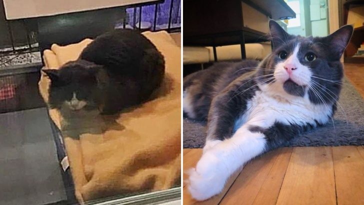 After Walking Into One Of The Traps, This Stray Cat Finally Marked The End Of His Street Life