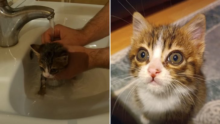 Tiny Kitten In Freezing Weather Kept Crying Out For Help Until A Kind Man Came To The Rescue