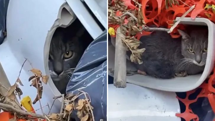 Feral Cat Found In Trash Went From Frightened To Affectionate In A Matter Of Minutes