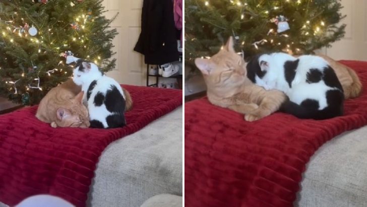 Sick Foster Kitten Finds Comfort In This Compassionate Cat She Just Met