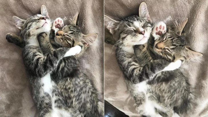 Two Bonded Cats Touched A Girl’s Heart Leading Her To Transform Their Lives Forever