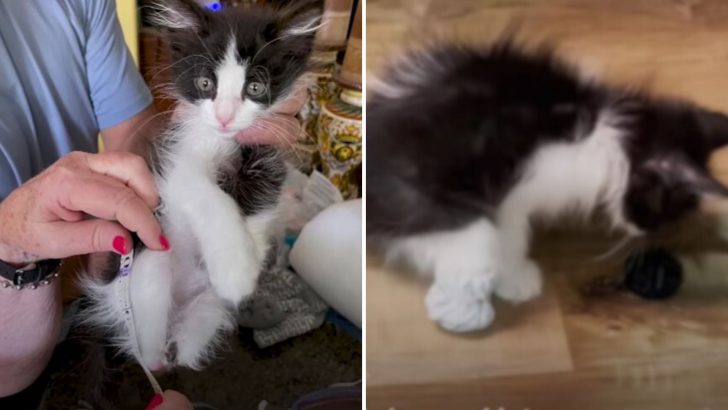 Grandma Makes Special Booties For A Tiny Kitten Without Hind Paws