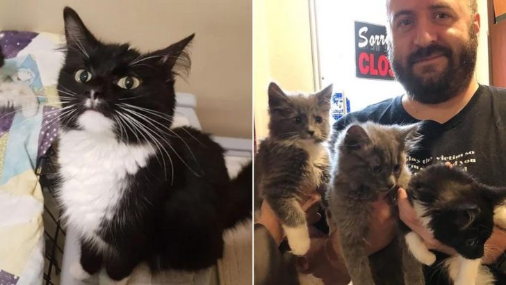Man Decides To Adopt A Cat But His Plan Takes A Stunning Twist