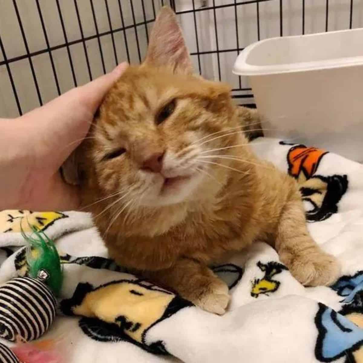 Guy petting orange cat