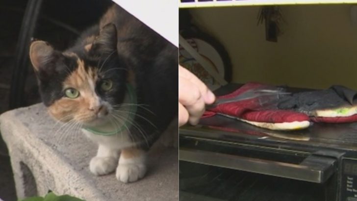 Owner Breaks Down Talking About His Cat Saving The Entire Sleeping Family From Fire