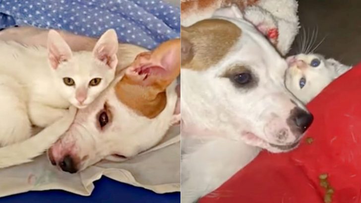 Heroic Cat Walks Into This Paralyzed Dog’s Life And Changes It For The Better