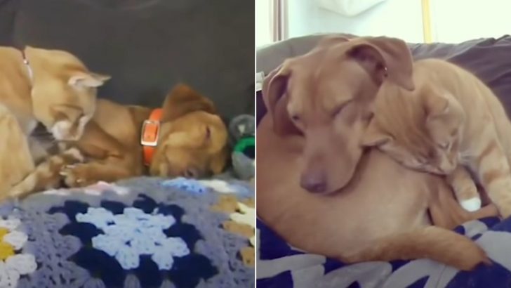 Family Surprised After Camera Caught Their Friendly Cat Comforting His Anxious Canine Brother