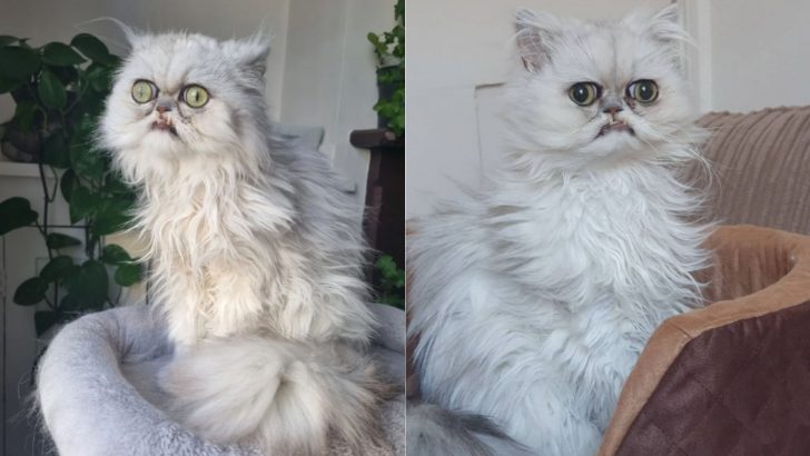 This Cat’s Unusual Appearance Is Definitely Not Something You See Every Day