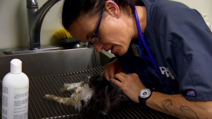 Cat That Was Found Nearly Frozen Receives Necessary Care And Finds Warmth Of A Forever Home