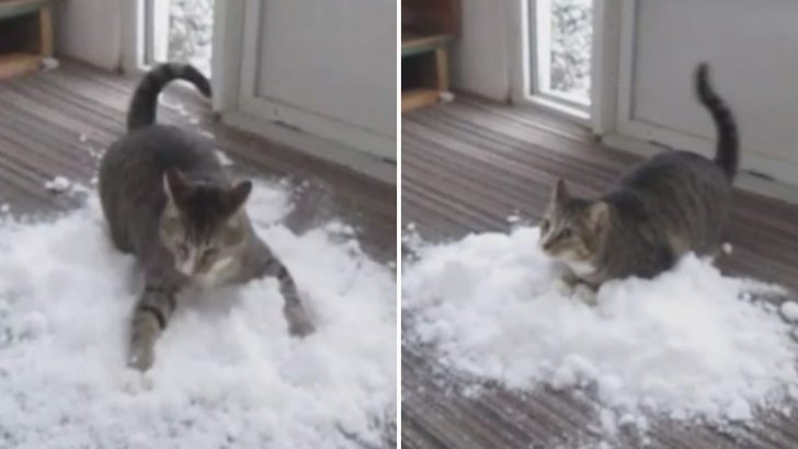 Snow-Loving Indoor Kitty Gets A Winter Wonderland Treat From His Family