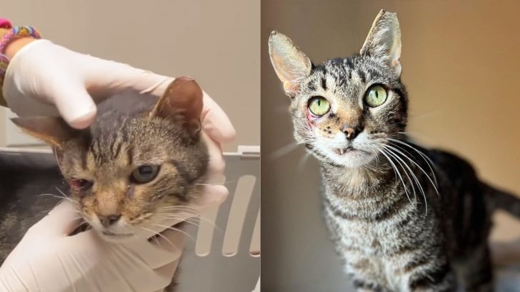 After Surviving The Car Accident, Tabby Cat Shocks Everyone With His Strong Will To Live