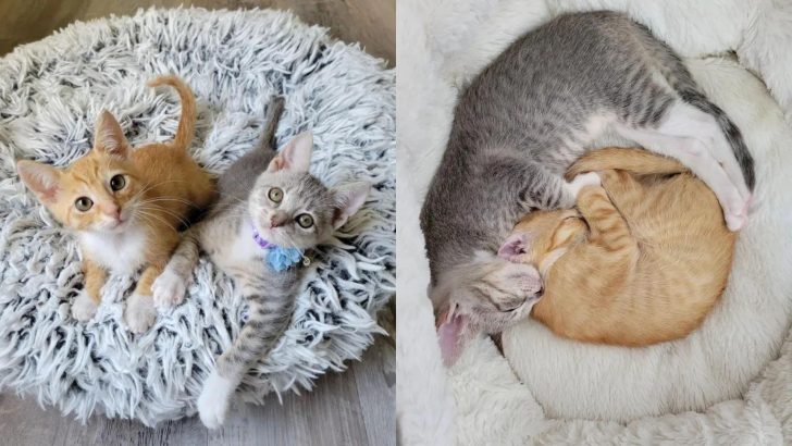 This Poor Orphaned Kitten Loses Her Only Sister But Eventually Finds Comfort In A New Friend