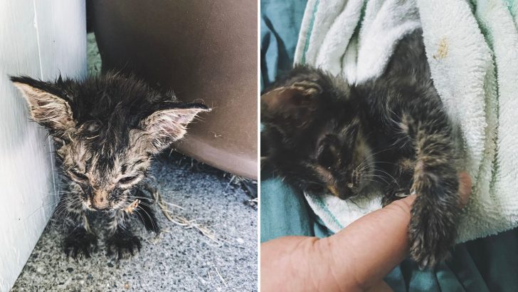 Kitten Breathing Her Last Breath Saved By a Woman And Her Rescue Dog