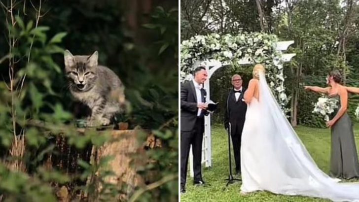 An Unusual Guest Crashes A Wedding Finding A Way To The Newlyweds’ Hearts