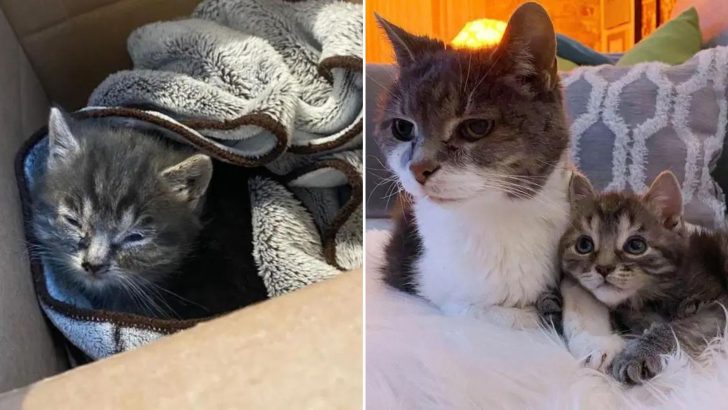 This Fragile Kitten Makes An Amazing Transformation After Finding Love Alongside A Senior Cat