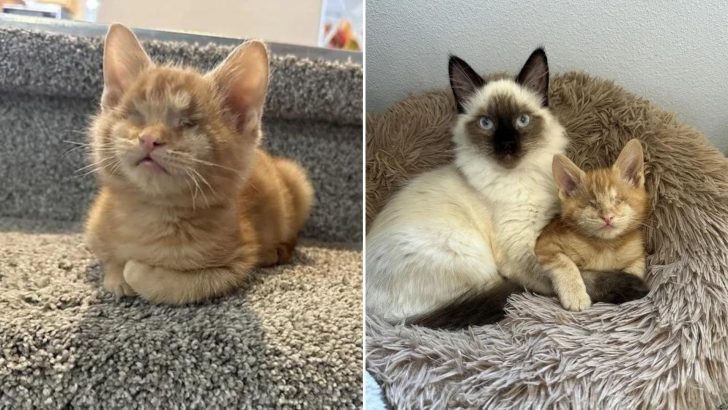 Kitten Gets Adopted, Loses His Vision, And Finds Comfort Next To The Family Cat