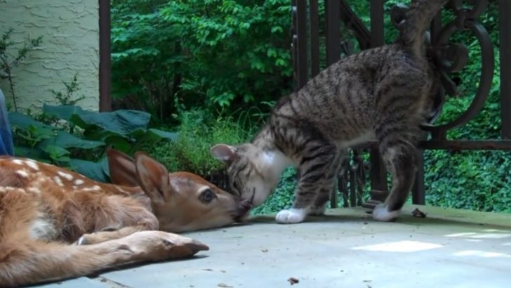 Video Captures A Kitten And Baby Deer Come Together In A Heartwarming Scene