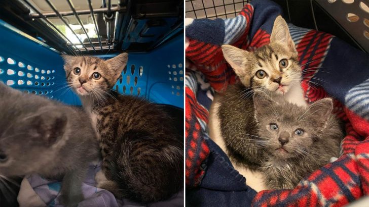 Man Shocked To Find Two Kittens Meowing In Distress With Their Mama Nowhere To Be Found