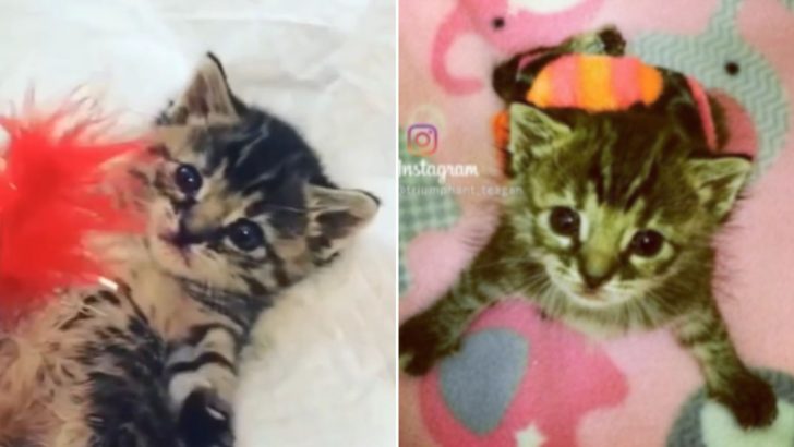 Tiny Kitten With A Rare Disease Crosses The Rainbow Bridge But Inspires This Woman To Save Other Kittens