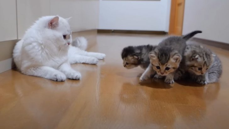 Sweet Interaction Between A Male Cat And His Babies Will Definitely Give You Kitten Fever